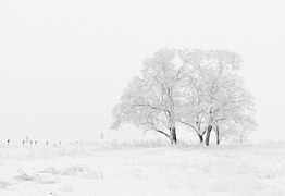 winter-20234__180