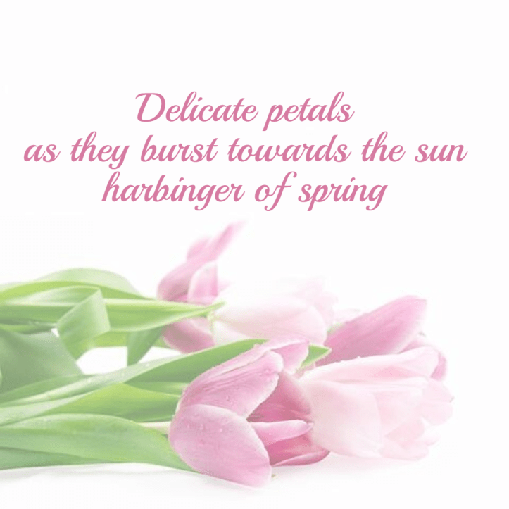 seasonal-spring-haiku-tulip3-1-605552a93b703