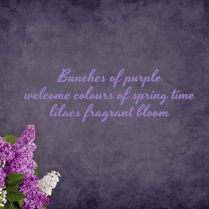 seasonal-haiku-lilac