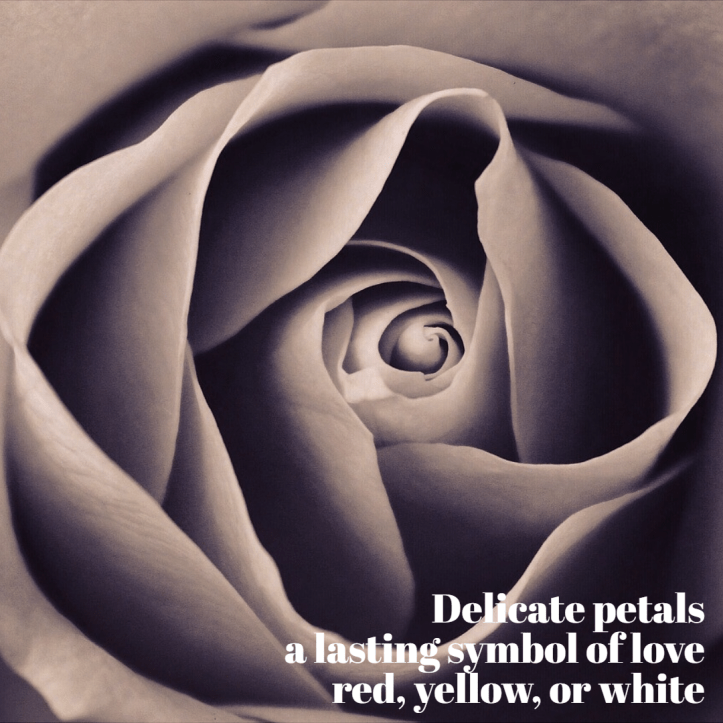 seasonal-spring-haiku-bw-rose-1-605553c9a3fd0