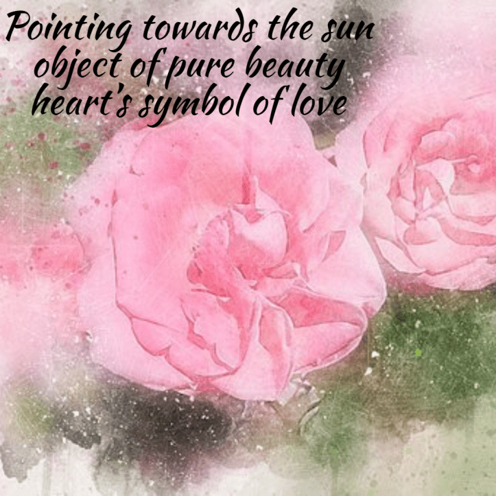 seasonal-spring-haiku-rose2-1-60413d9ec3d1d