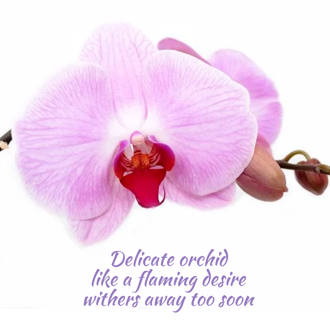 haiku-orchid