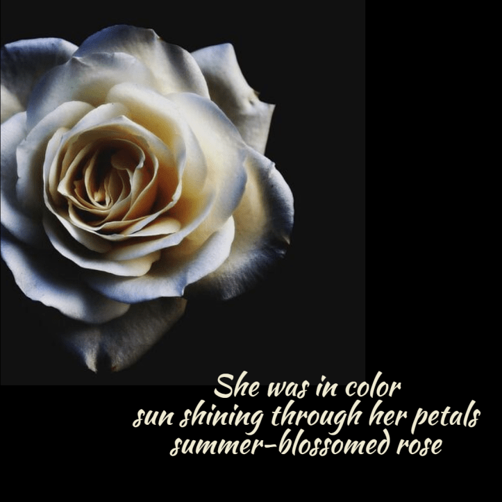 seasonal-summer-summer-rose